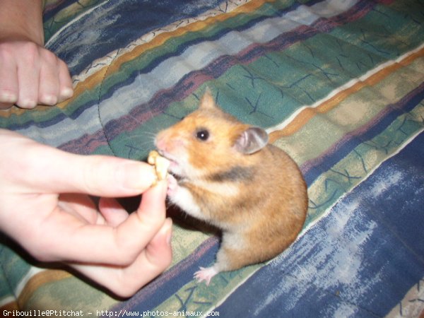 Photo de Hamster