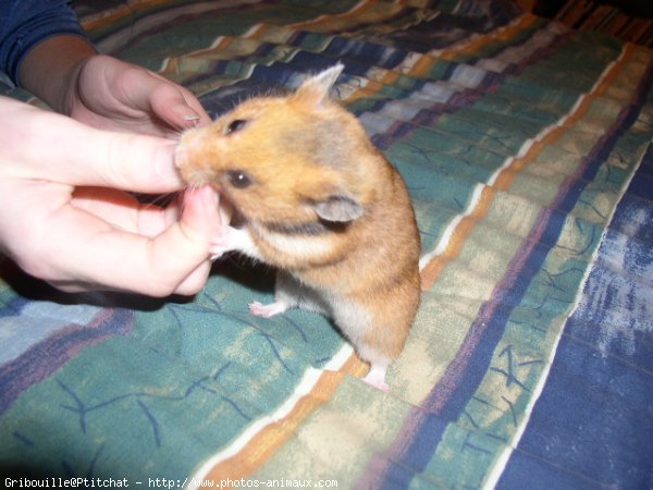 Photo de Hamster