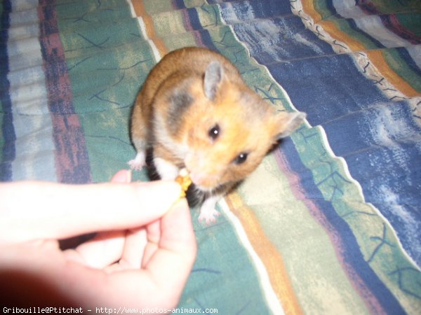 Photo de Hamster