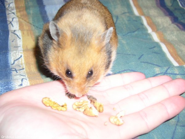 Photo de Hamster