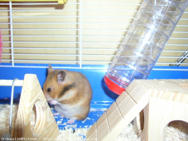 Photo de Hamster