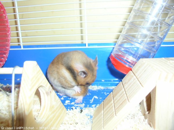 Photo de Hamster