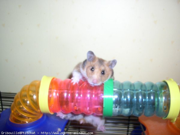 Photo de Hamster