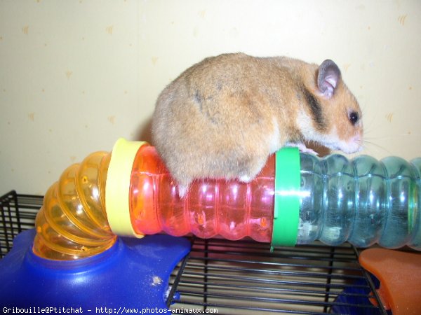 Photo de Hamster