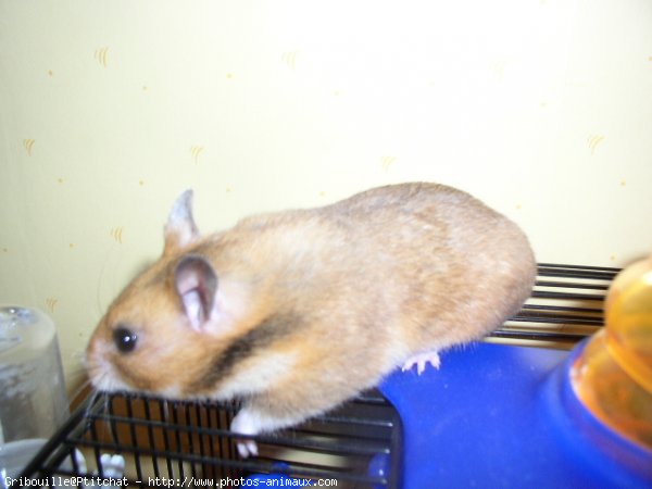 Photo de Hamster