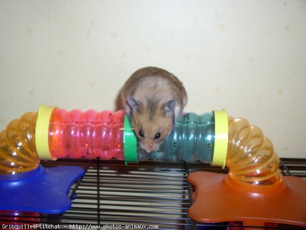 Photo de Hamster