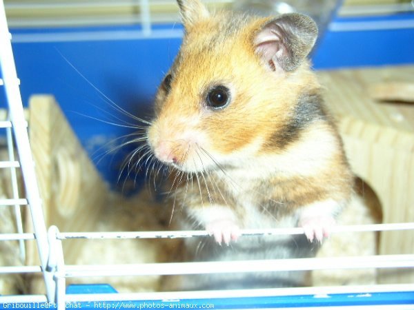 Photo de Hamster