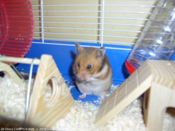 Photo de Hamster