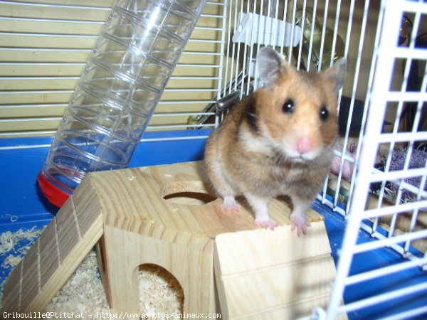 Photo de Hamster