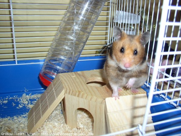 Photo de Hamster