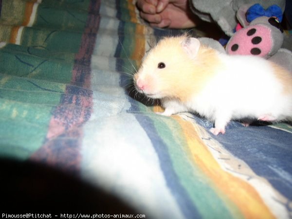 Photo de Hamster