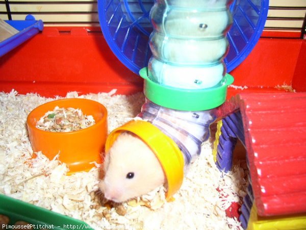 Photo de Hamster