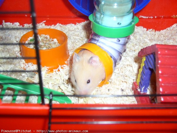 Photo de Hamster