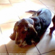 Photo de Basset hound