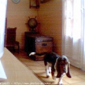 Photo de Basset hound