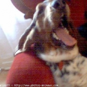 Photo de Basset hound