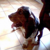 Photo de Basset hound