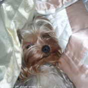 Photo de Yorkshire terrier