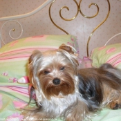 Photo de Yorkshire terrier