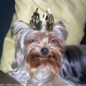 Photo de Yorkshire terrier