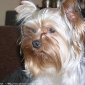 Photo de Yorkshire terrier