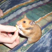 Photo de Hamster