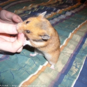 Photo de Hamster