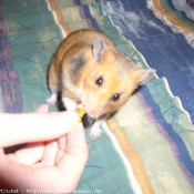 Photo de Hamster