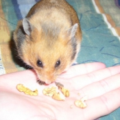 Photo de Hamster