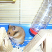 Photo de Hamster