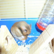 Photo de Hamster