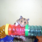 Photo de Hamster