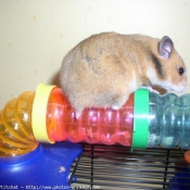 Photo de Hamster