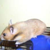 Photo de Hamster