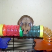 Photo de Hamster