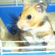 Photo de Hamster