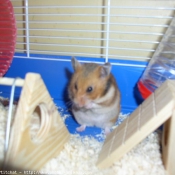 Photo de Hamster