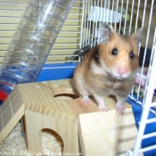 Photo de Hamster