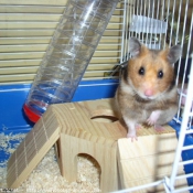 Photo de Hamster