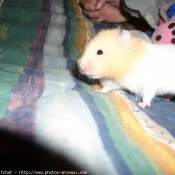 Photo de Hamster