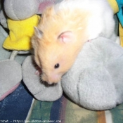 Photo de Hamster