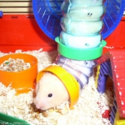 Photo de Hamster