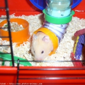 Photo de Hamster