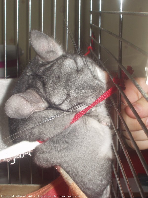 Photo de Chinchilla