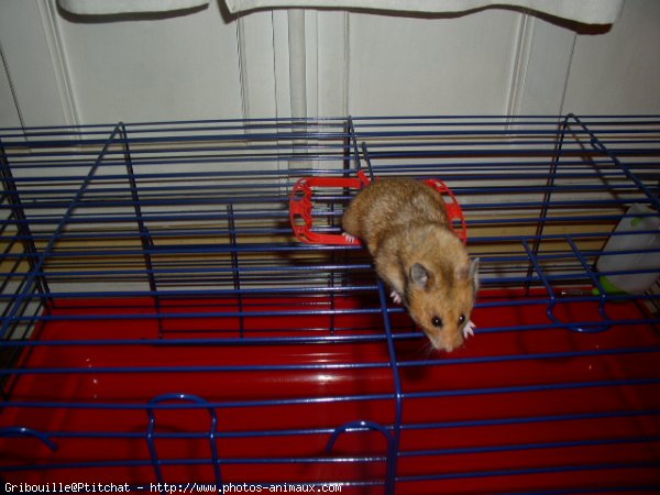 Photo de Hamster