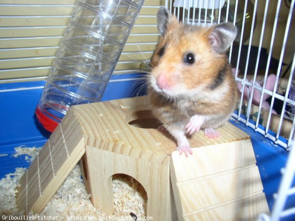 Photo de Hamster