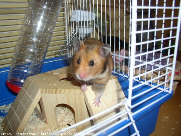 Photo de Hamster