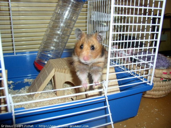 Photo de Hamster