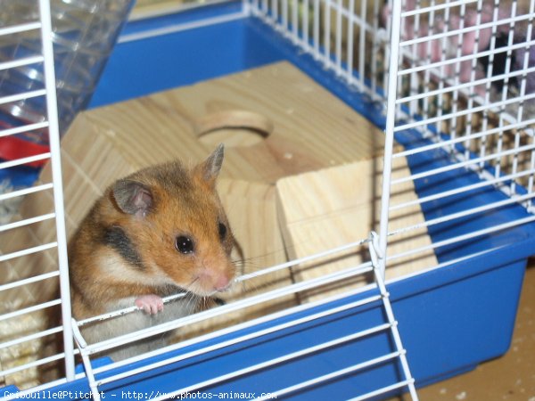 Photo de Hamster