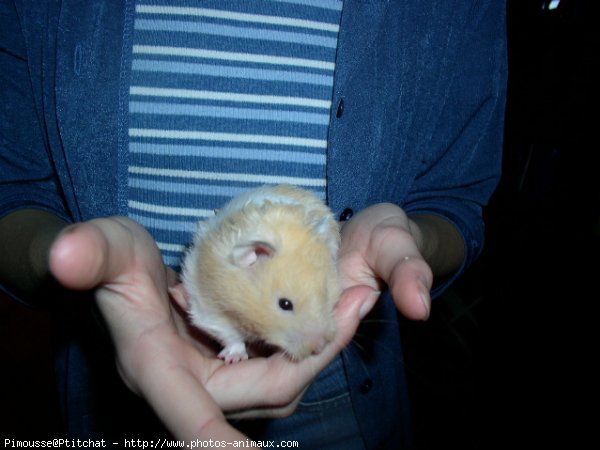 Photo de Hamster